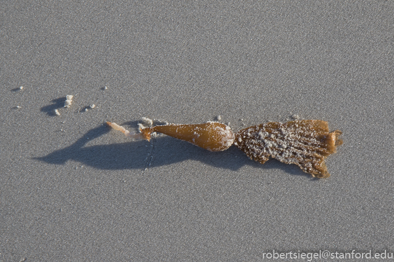 asilomar